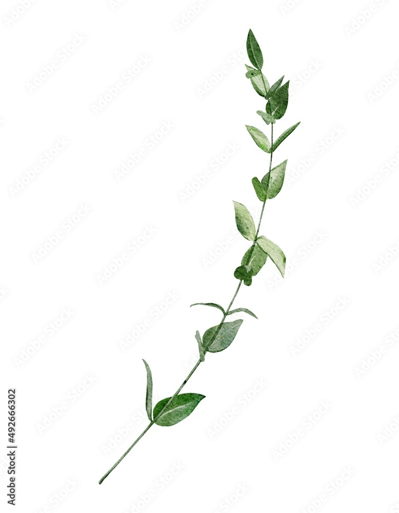 Watercolor botanical clipart of green branch Watercolor botanical clipart of green branch