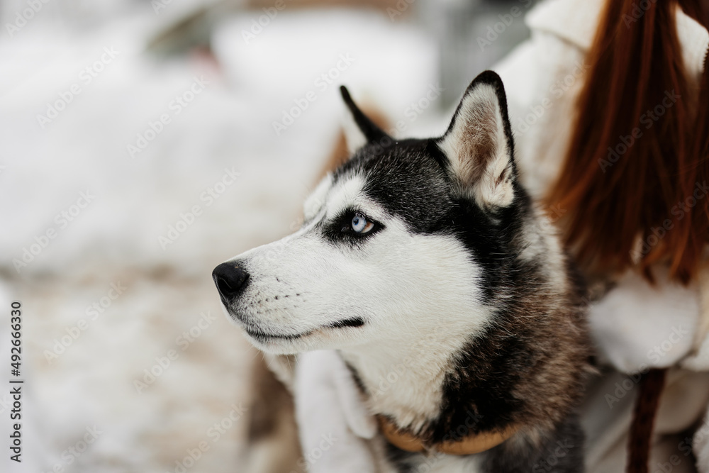 beautiful dog on a leash outdoor games snow fun travel fresh air