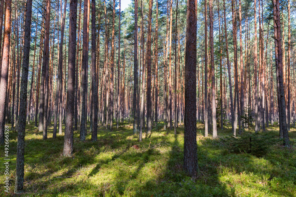 Pine forest. Moss, blueberries, rays of light falling through the tree crowns. A summer day in the woods. Pine forest. Moss, blueberries, rays of light falling through the tree crowns. A summer day in the woods.