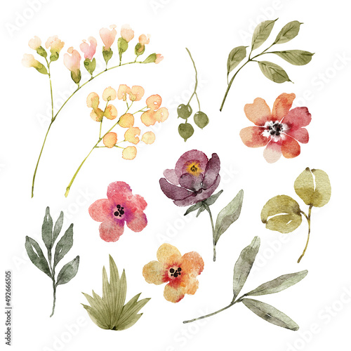 Botanical set of watercolor illustrations of flowers and plants on a white background. hand painted . photo