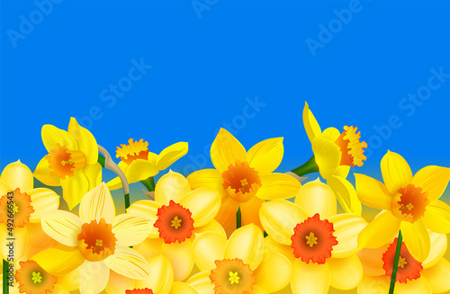 Yellow daffodils under a blue sky