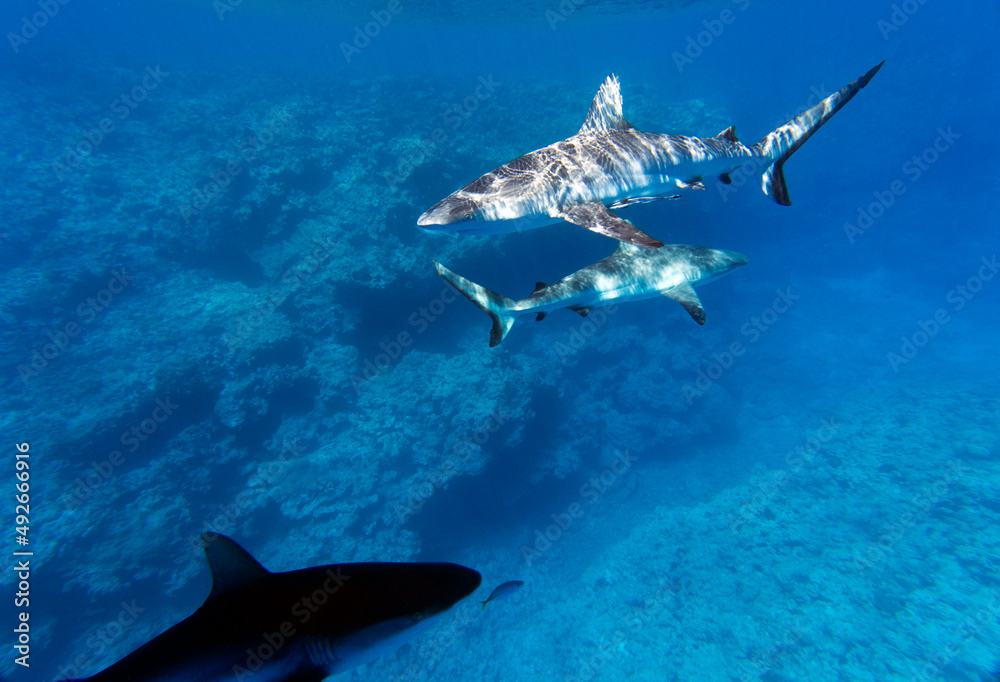 Fototapeta premium Close view of sharks while swimming