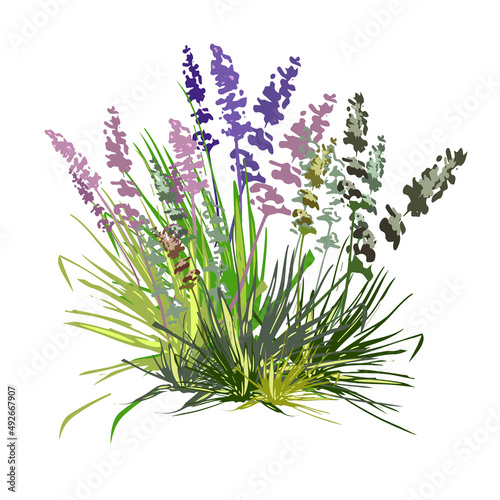 grass  lavender bush Purple and lilac lavender bush in futuristic style  isolated vector illustration  spring symbol