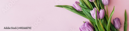 Banner made Purple tulips on pink background. Flat lay, top view, copy space. Flower composition. Spring time concept.