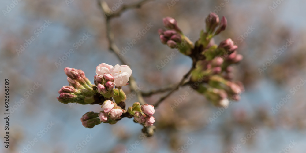 close up macro of pink sakura cherry blossom and buds on tree braches and blue sky close up macro of pink sakura cherry blossom and buds on tree braches and blue sky