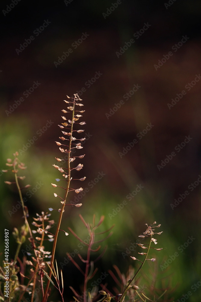 Roadside grass and weeds  - dark photo, close-up