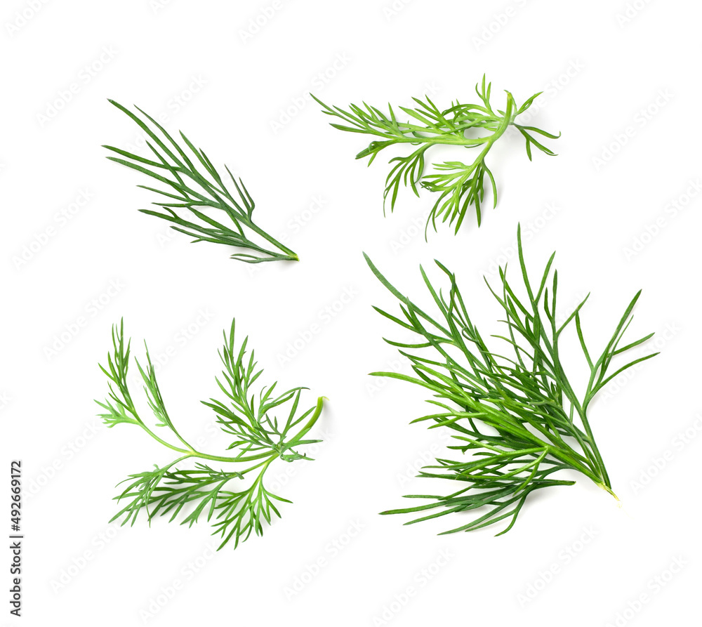 Obraz premium Dill Sprigs Isolated