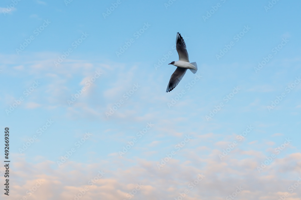 Obraz premium Bird flying over the lake