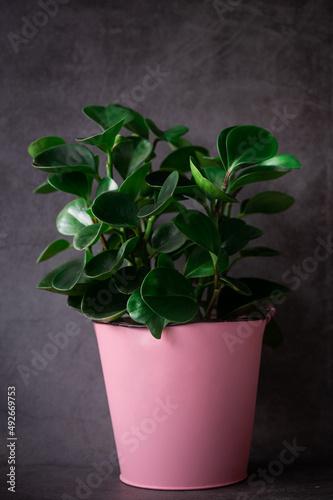 Copy space of green peperomia plant in bucket