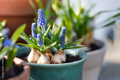 Blue muscari flowers in pot in sunlight photo