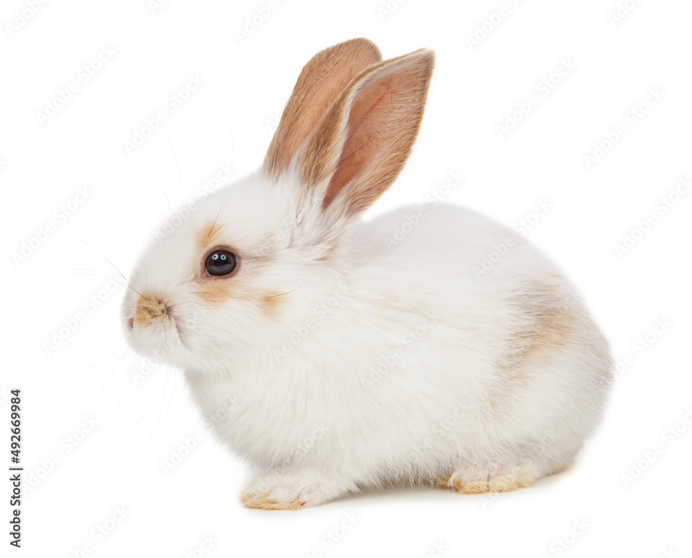 nice fluffy white rabbit isolated on white background