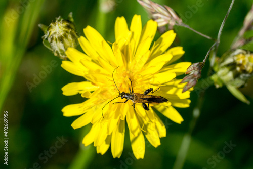 Closeup of a beetle (Oedemera femorata) on meadow salsify flower (Tragopogon pratensis) photo