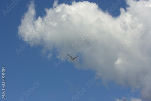 seagull bird flying over blue sky with white clouds