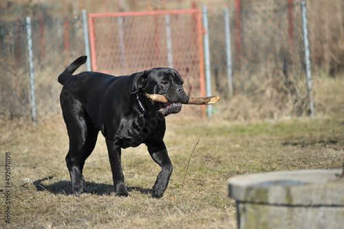 cane corso