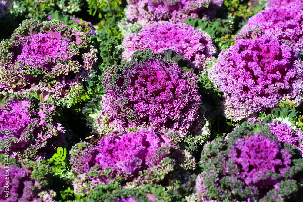 Brassica Oleracea purple leaves in a garden Brassica Oleracea purple leaves in a garden