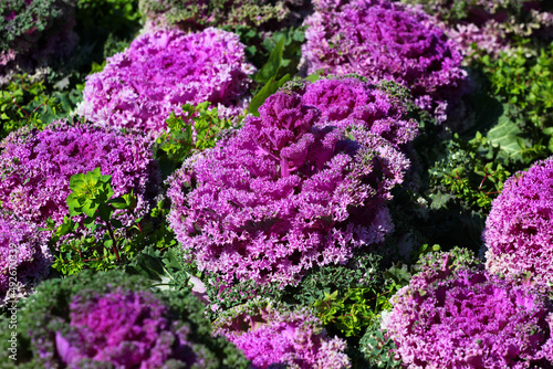 Brassica Oleracea purple leaves in a garden