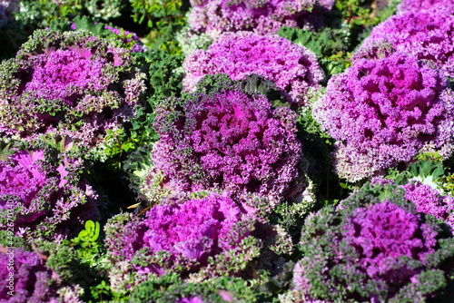 Brassica Oleracea purple leaves in a garden