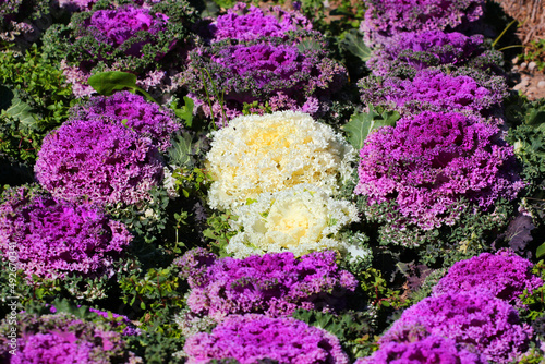 Brassica Oleracea purple leaves in a garden