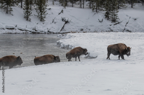 Herd of Bison in Yellowstone National Park Wyoming in Winter