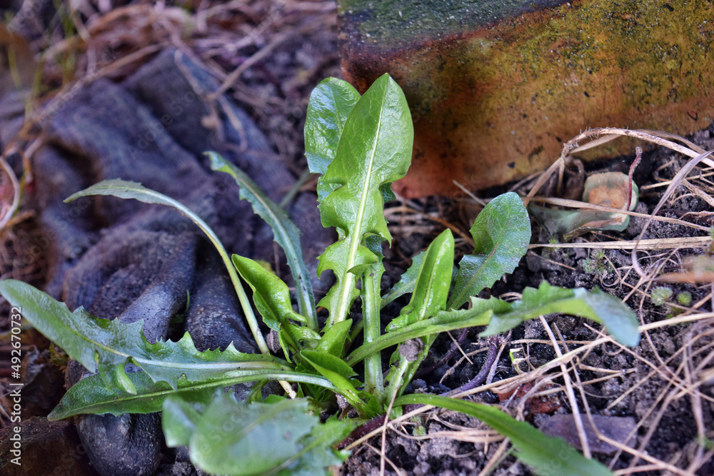 Fototapeta premium Green leaves of dandelion or healthy natural salad