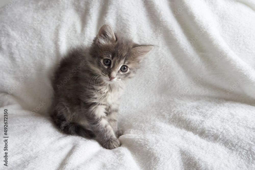 gray striped scottish little kitten alone on a white background looking at the camera up space for text