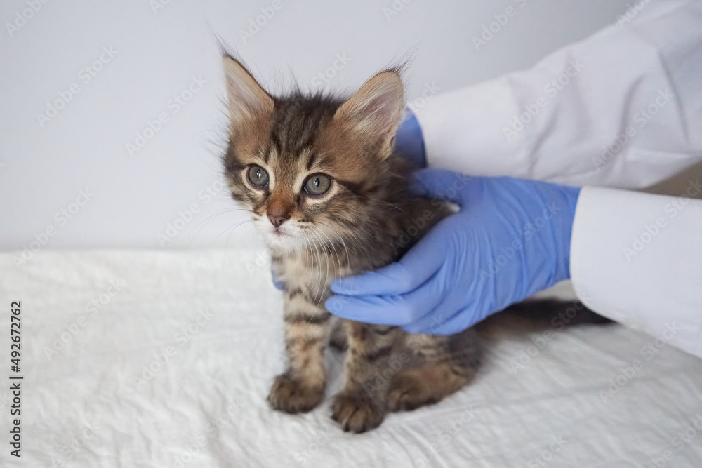 Vet doctor is making a check up of a kitten with stethoscope at clinic crop