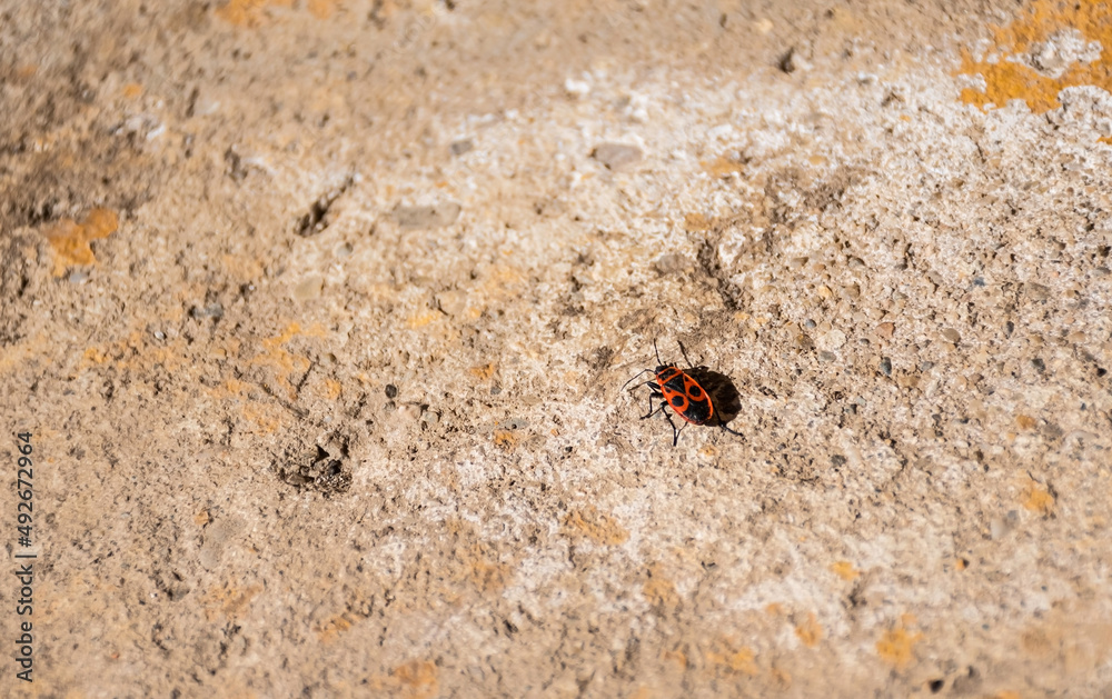 A firebug - Pyrrhocoris apterus - on a stone background. A firebug - Pyrrhocoris apterus - on a stone background.
