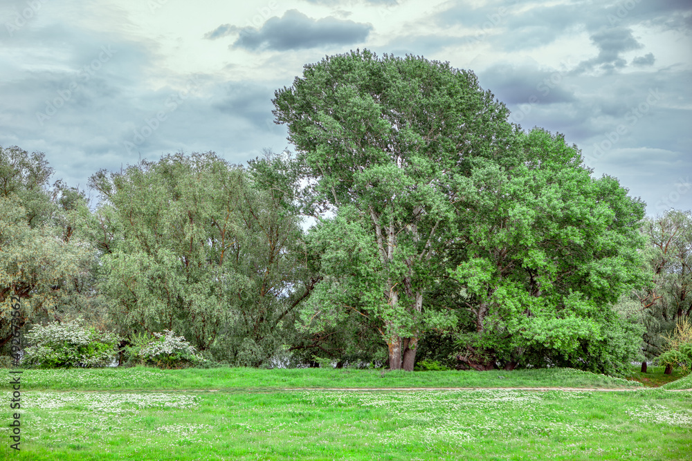 Fototapeta premium Green tree with large branches . Spring meadow in bloom