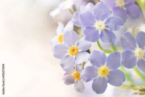Soft purple forget me not flowers with copy space