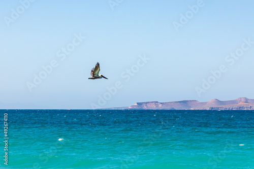 Brown Pelican flying over the Gulf of California in Baja, Mexico.