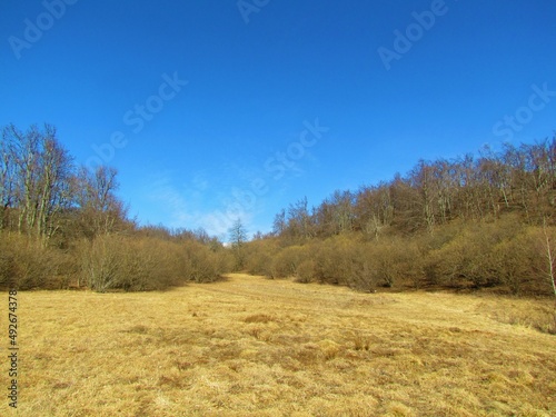Meadow covered in dry grass surrounded by the common hazel (Corylus avellana) bushes and a beech forest in the back in Slovenia