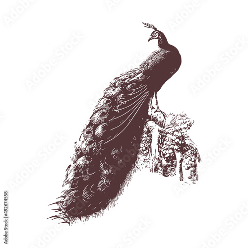 peafowl Vector drawing illustration black and white engrave isolated illustration