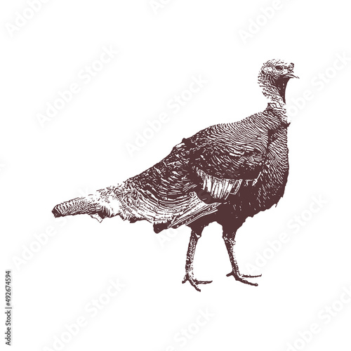 Turkey Vector drawing illustration black and white engrave isolated illustration