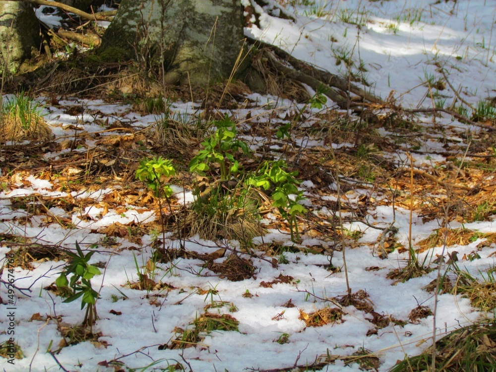 Fototapeta premium Blooming green hellebore (Helleborus viridis) spring flowers growing out of the snow covered ground