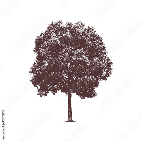 tree Vector drawing illustration black and white engrave isolated illustration