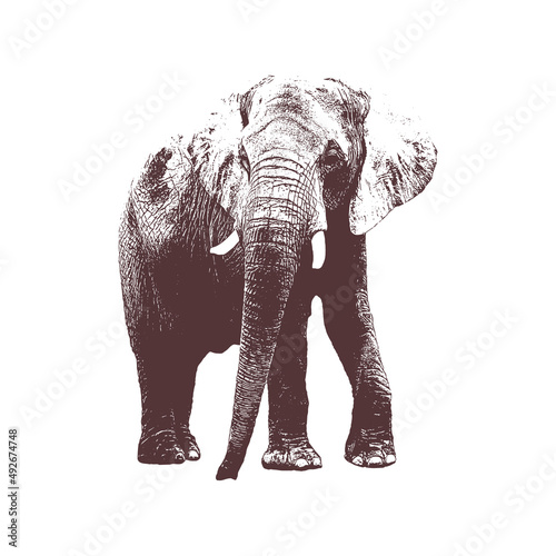 elephant Vector drawing illustration black and white engrave isolated illustration