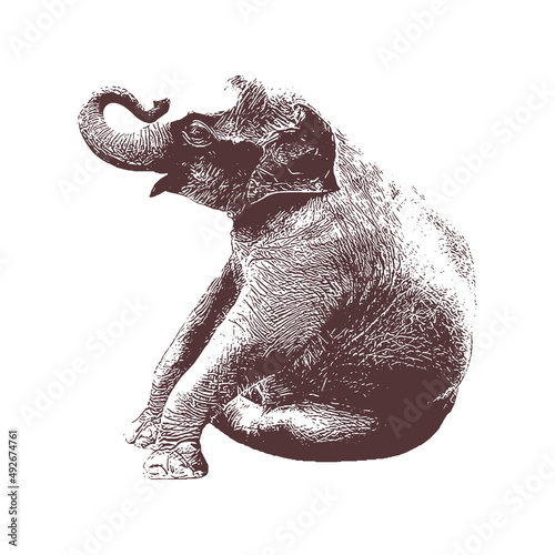 elephant Vector drawing illustration black and white engrave isolated illustration