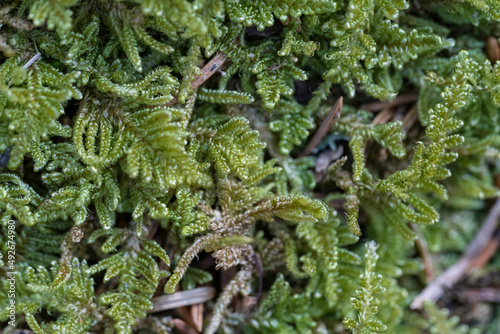 Green Moss - Macro