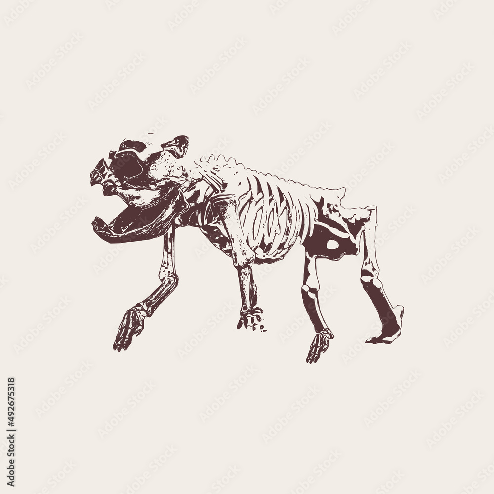 dog skull Vector drawing illustration black and white engrave isolated illustration