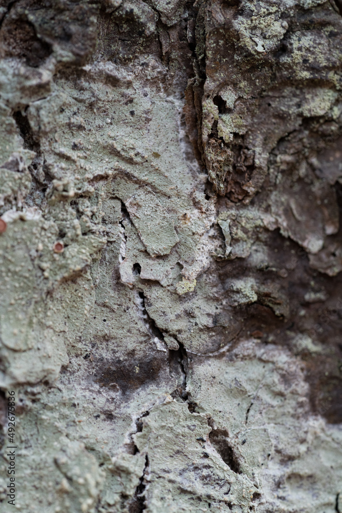 Tree Bark Texture with White