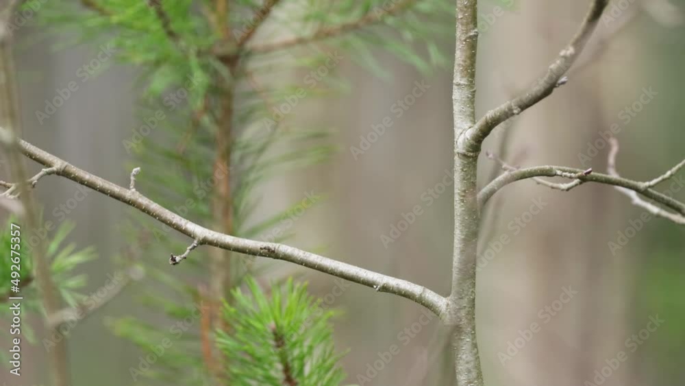 Small Marsh tit, Poecile palustris perched on a branch and flying away Small Marsh tit, Poecile palustris perched on a branch and flying away