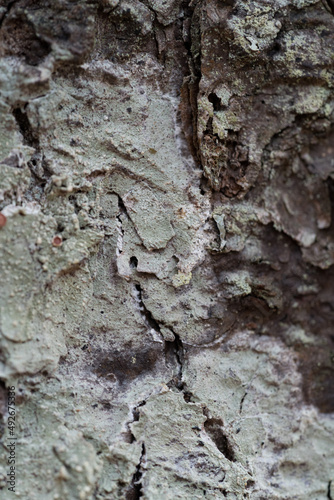 Tree Bark Texture with White