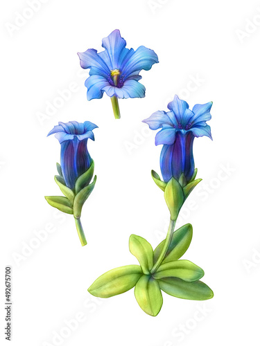 Blue Gentian Hand-drawn Pencil Illustration Isolated on White with Clipping Path photo