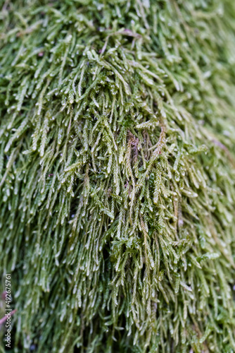 green moss background
