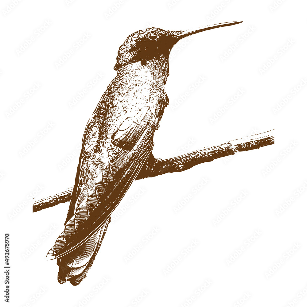 bird Vector drawing illustration black and white engrave isolated