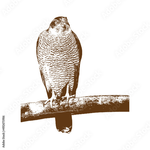 falcon bird Vector drawing illustration black and white engrave isolated illustration