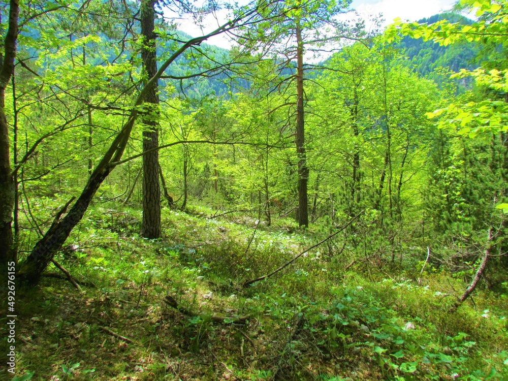 Bright green beech and pine forest in Slovenia with grass and lush herbaceous vegetation covering the ground Bright green beech and pine forest in Slovenia with grass and lush herbaceous vegetation covering the ground