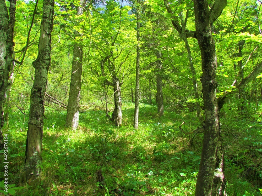 Bright green beech forest in Slovenia with lush herbaceous vegetation covering the ground