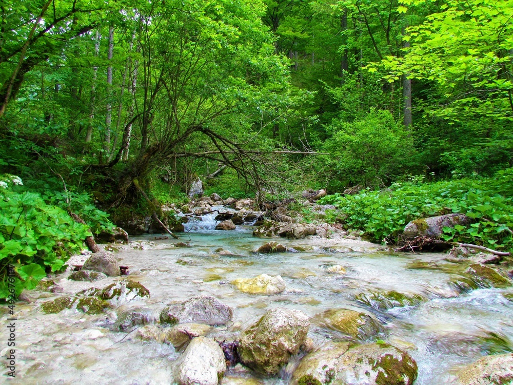 Obraz premium Kamniška Bela river in Kamniska Bistrica valley, Slovenia surrounded by riverside aquatic vegetetion of the Petasites genus