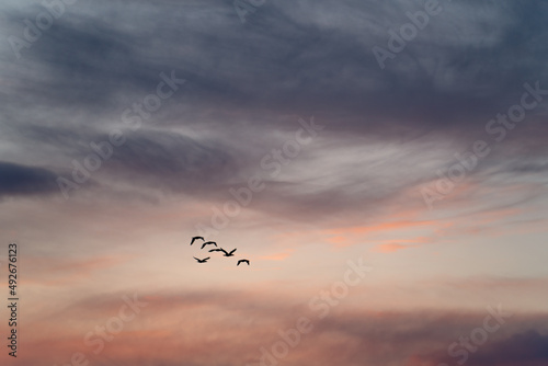 Sea gulls fly in the sunset